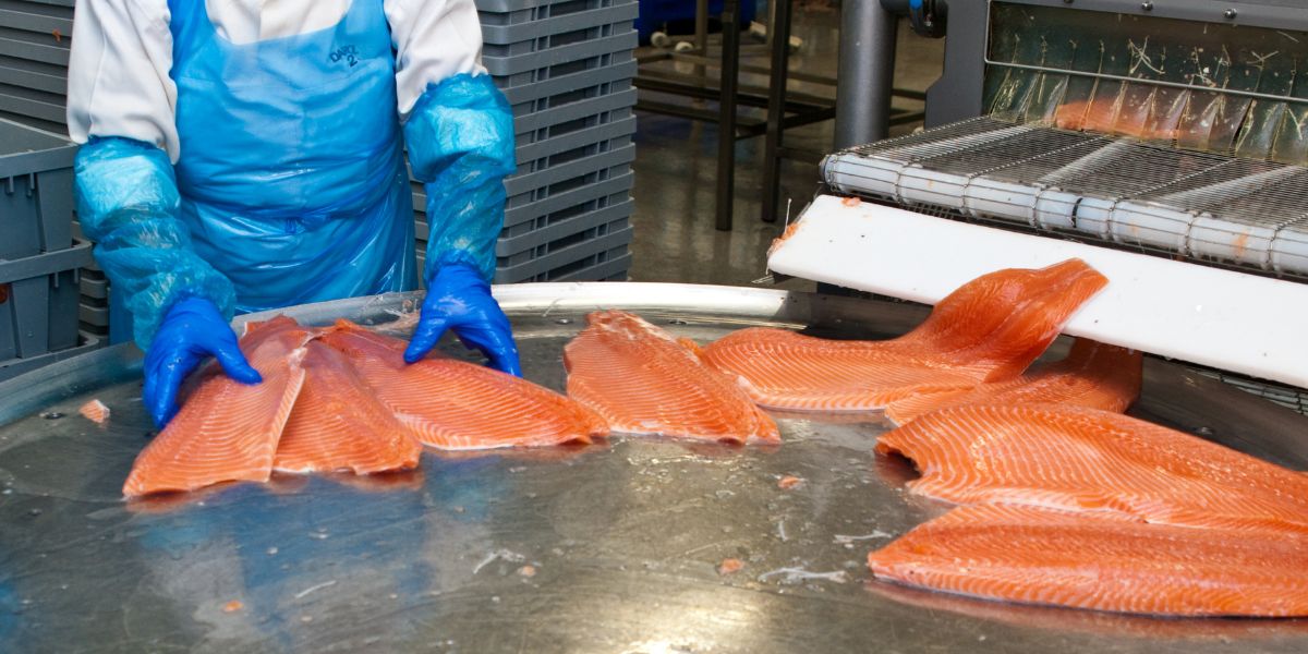 salmon processing sorting following conveyor