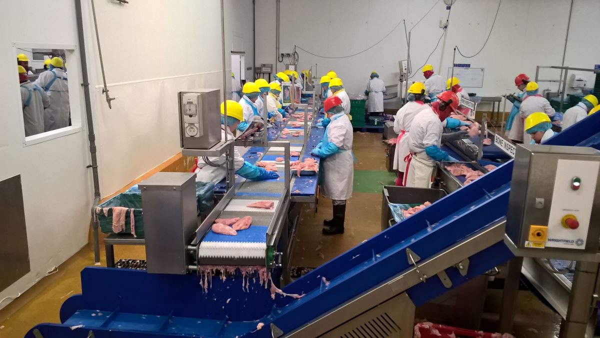 trim packing conveyor chicken